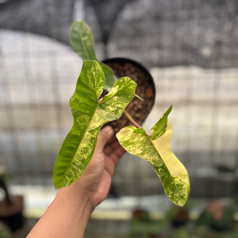 FS59-8 Philodendron Domesticum x Atabaphoense Variegated