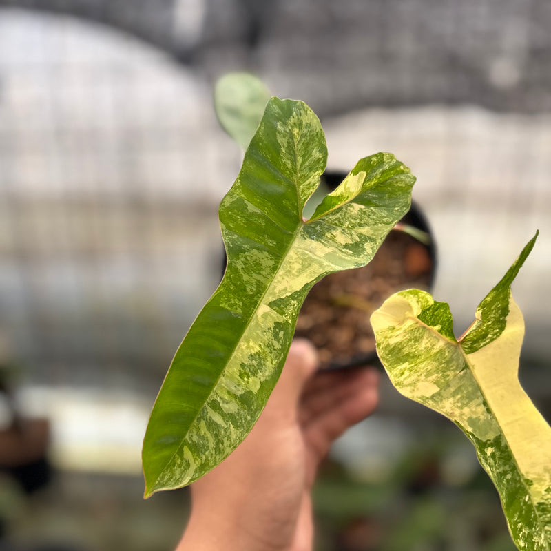 FS59-8 Philodendron Domesticum x Atabaphoense Variegated