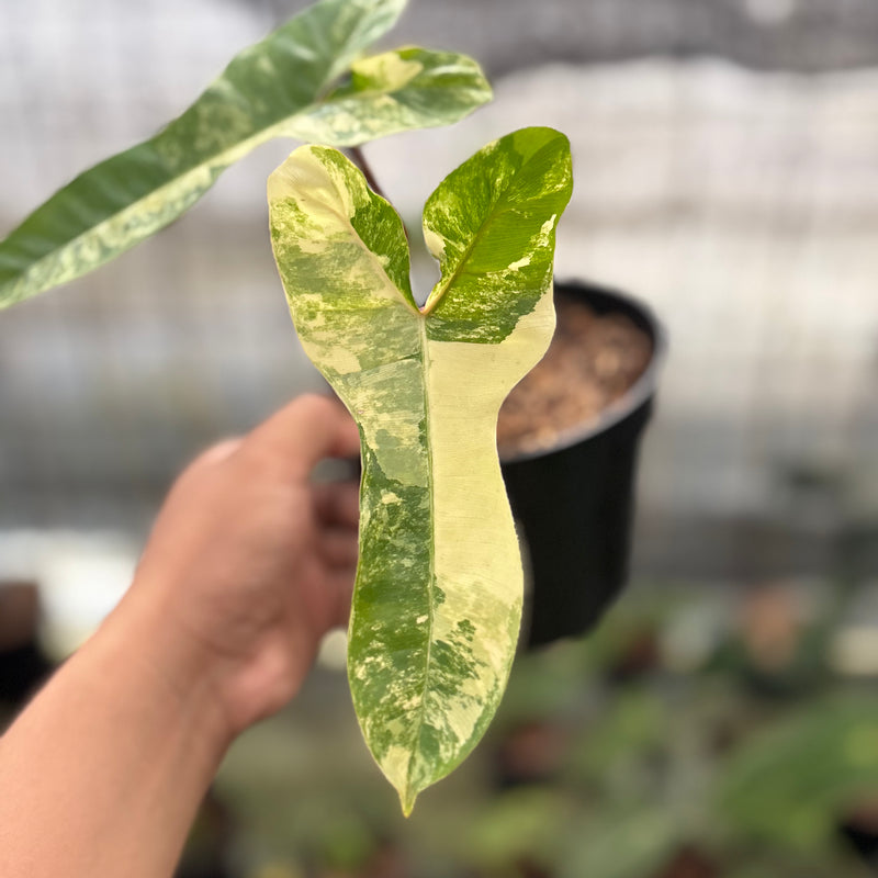FS59-8 Philodendron Domesticum x Atabaphoense Variegated
