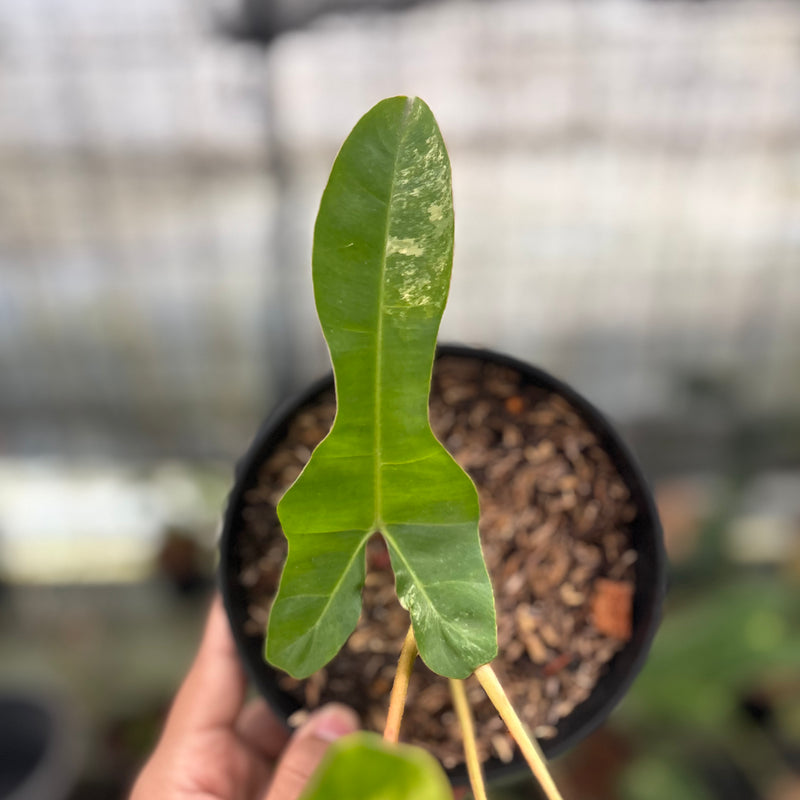 FS59-8 Philodendron Domesticum x Atabaphoense Variegated