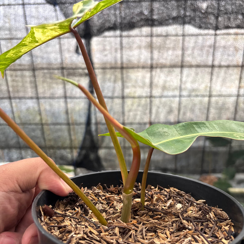 FS59-8 Philodendron Domesticum x Atabaphoense Variegated