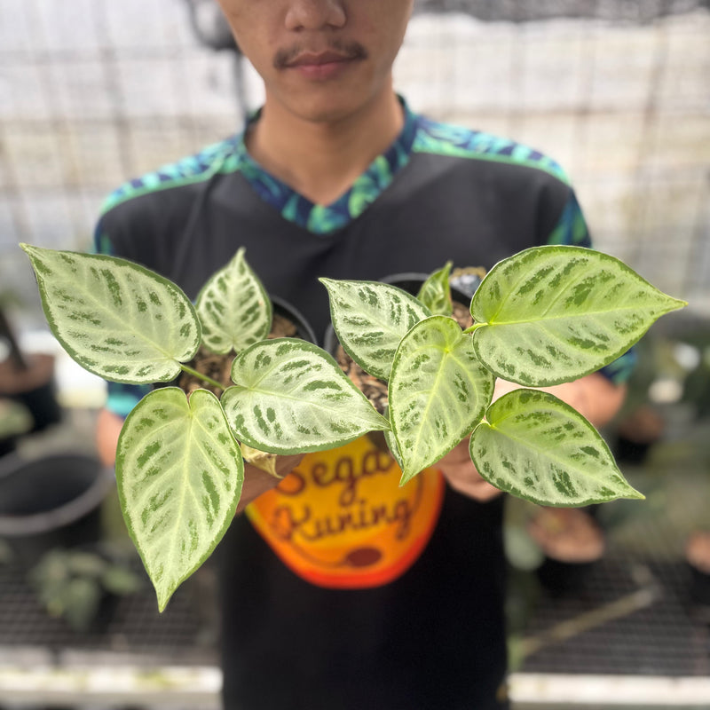 FS55-8 Anthurium Silver Chrome Full Silver (2 pcs)