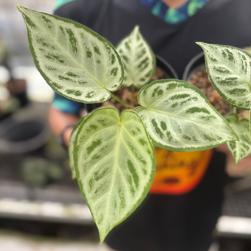 FS55-8 Anthurium Silver Chrome Full Silver (2 pcs)