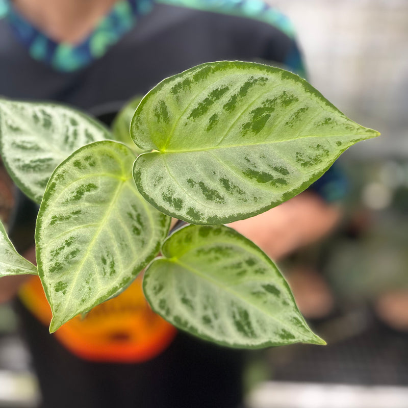 FS55-8 Anthurium Silver Chrome Full Silver (2 pcs)