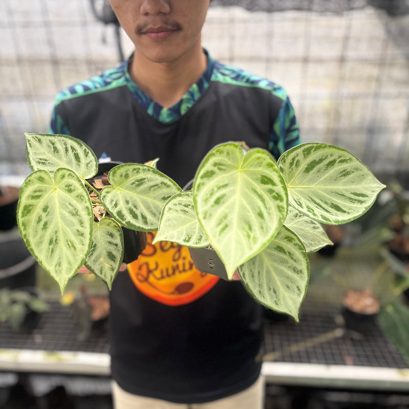 FS54-8 Anthurium Silver Chrome Full Silver (2 pcs)
