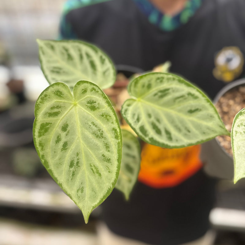 FS54-8 Anthurium Silver Chrome Full Silver (2 pcs)