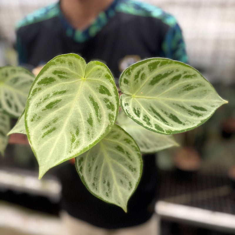 FS54-8 Anthurium Silver Chrome Full Silver (2 pcs)