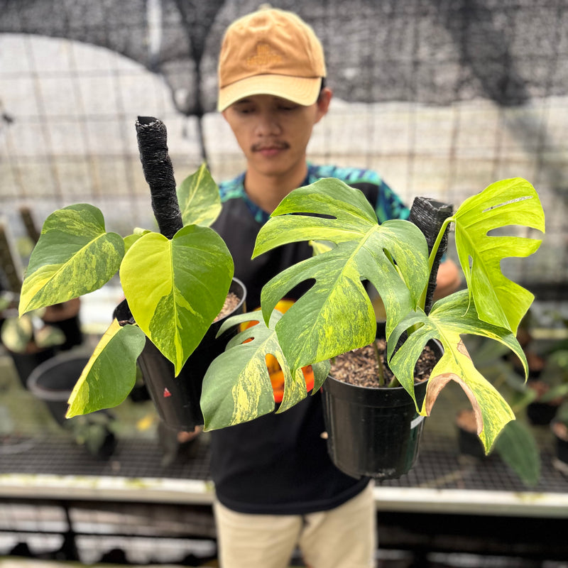 FS51-8 Monstera Yellow Variegated "Marmorata" (2 pcs)