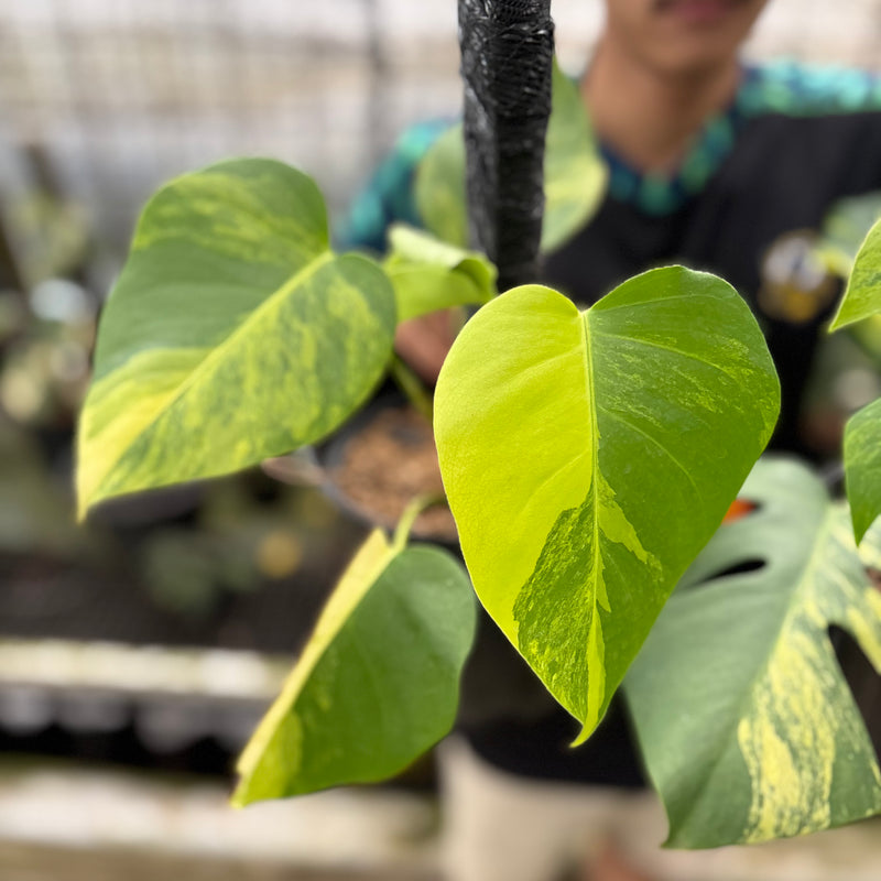FS51-8 Monstera Yellow Variegated "Marmorata" (2 pcs)