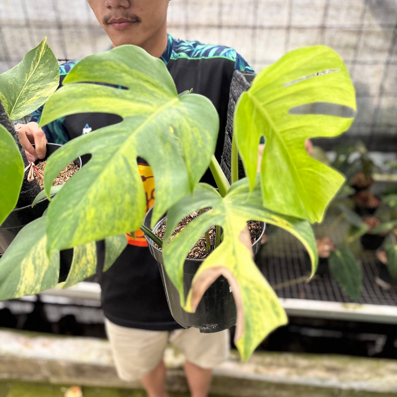FS51-8 Monstera Yellow Variegated "Marmorata" (2 pcs)