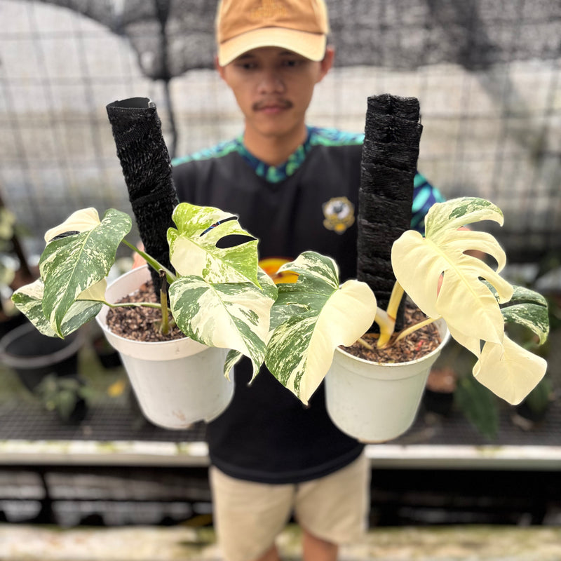 FS56-8 Monstera Albo White Tiger Variegated (2 pcs)