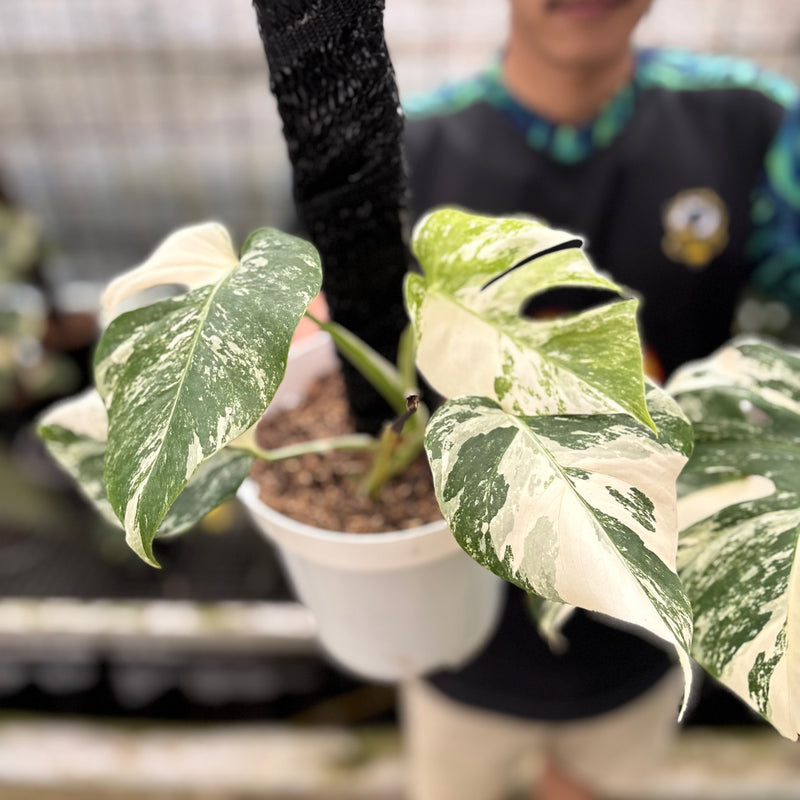 FS56-8 Monstera Albo White Tiger Variegated (2 pcs)