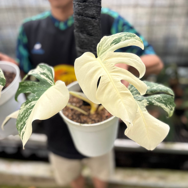 FS56-8 Monstera Albo White Tiger Variegated (2 pcs)