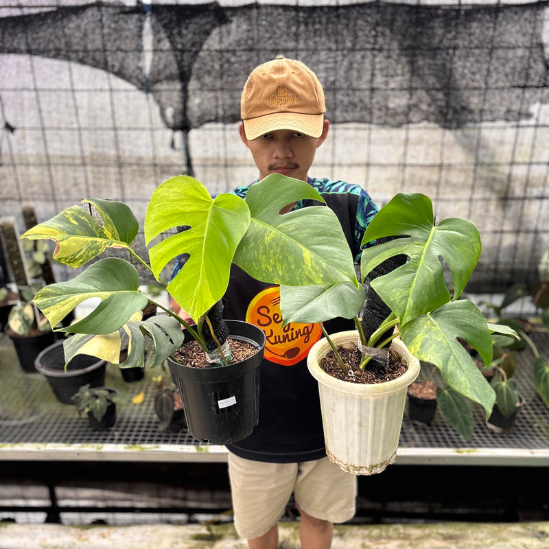 FS52-8 Monstera Yellow Variegated "Marmorata" (2 pcs)