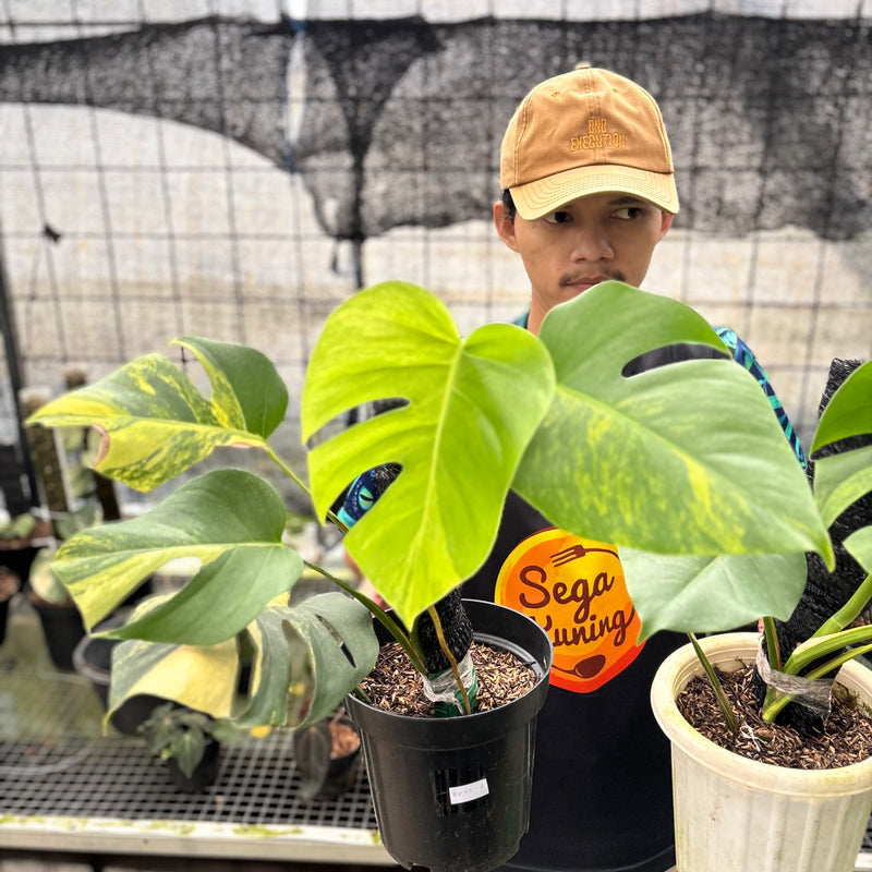 FS52-8 Monstera Yellow Variegated "Marmorata" (2 pcs)
