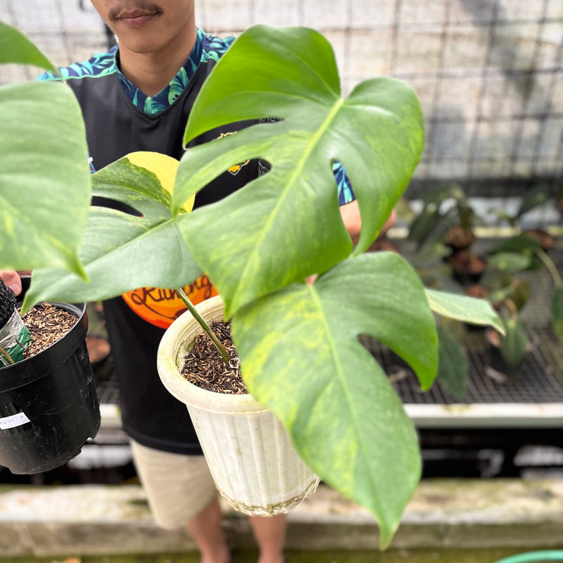 FS52-8 Monstera Yellow Variegated "Marmorata" (2 pcs)