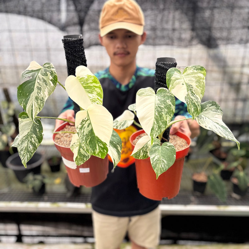 FS53-8 Monstera Albo White Tiger Variegated (2 pcs)