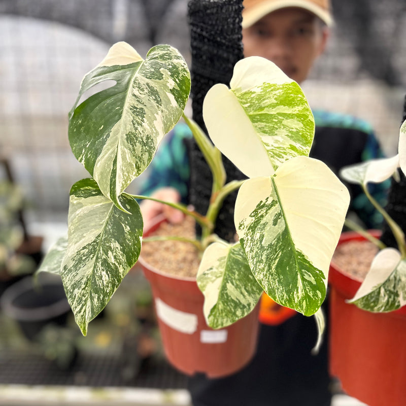 FS53-8 Monstera Albo White Tiger Variegated (2 pcs)
