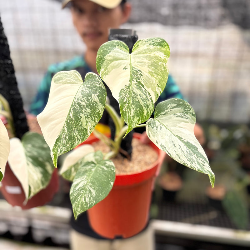 FS53-8 Monstera Albo White Tiger Variegated (2 pcs)