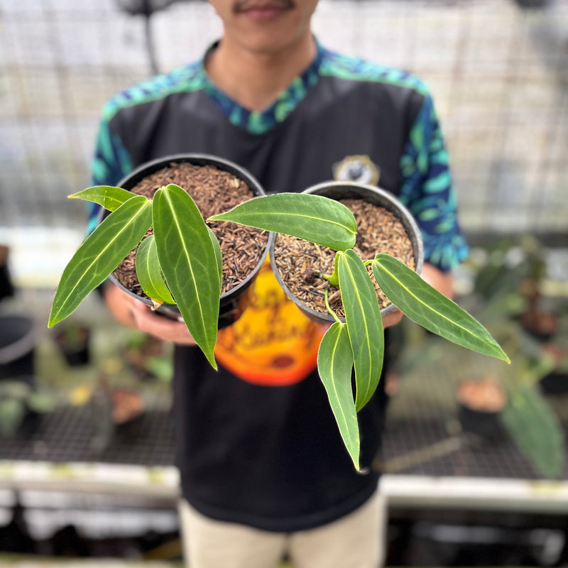 FS60-8 Anthurium Warocqueanum Little (2 pcs)