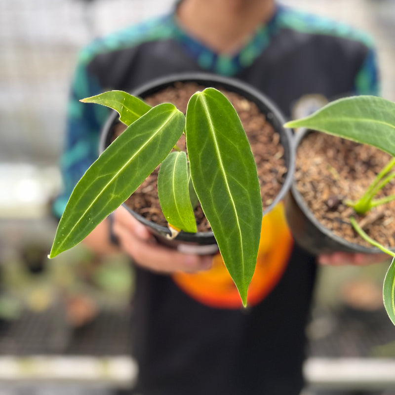FS60-8 Anthurium Warocqueanum Little (2 pcs)