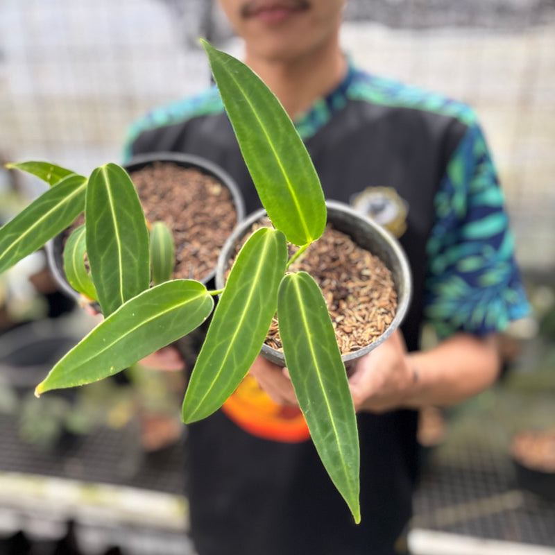 FS60-8 Anthurium Warocqueanum Little (2 pcs)