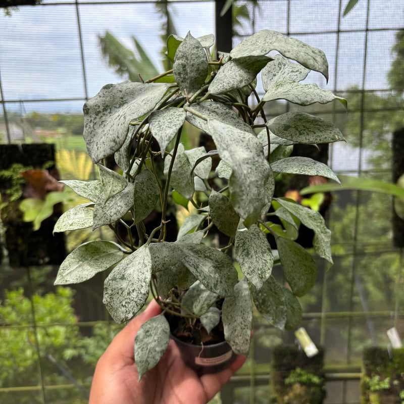 Hoya Lacunosa "Moonshine"