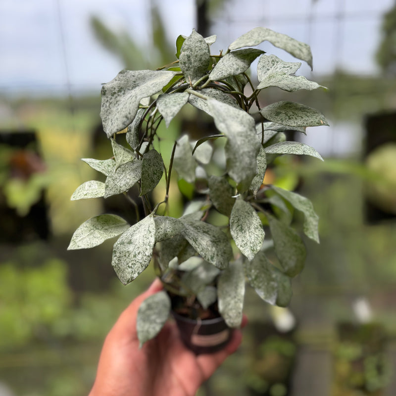 Hoya Lacunosa "Moonshine"
