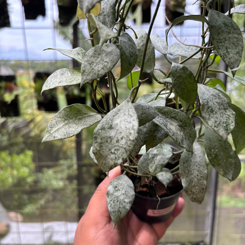 Hoya Lacunosa "Moonshine"