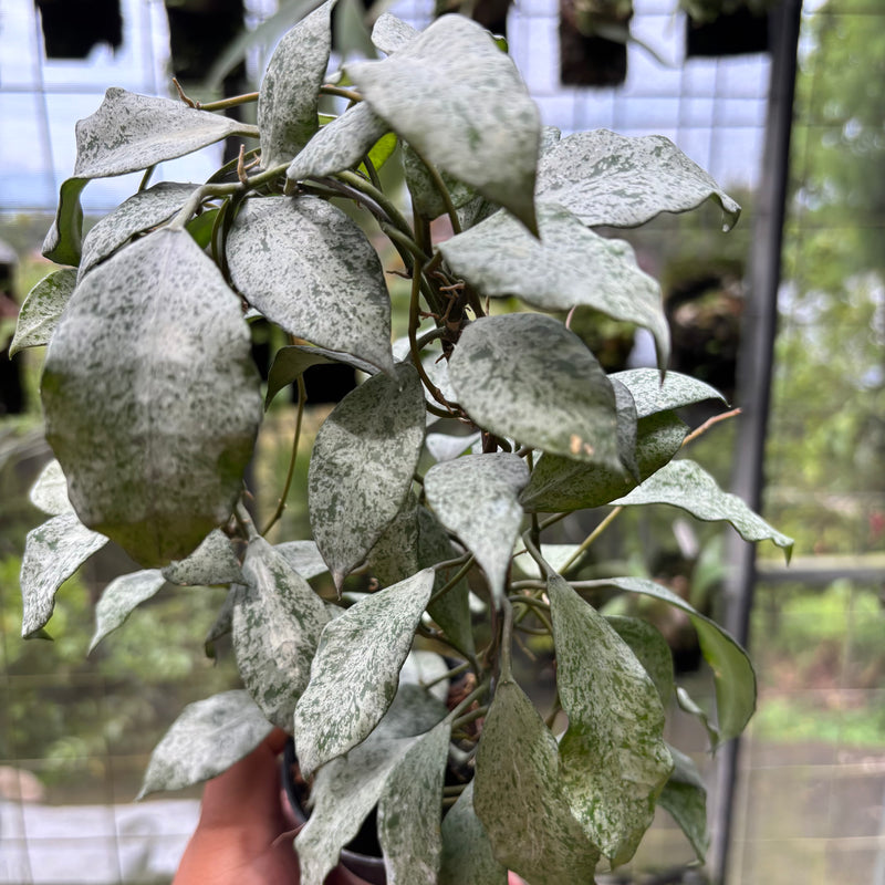 Hoya Lacunosa "Moonshine"