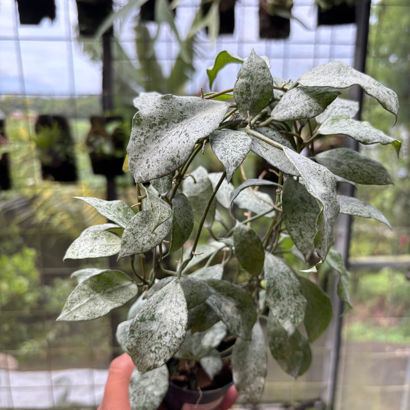 Hoya Lacunosa "Moonshine"