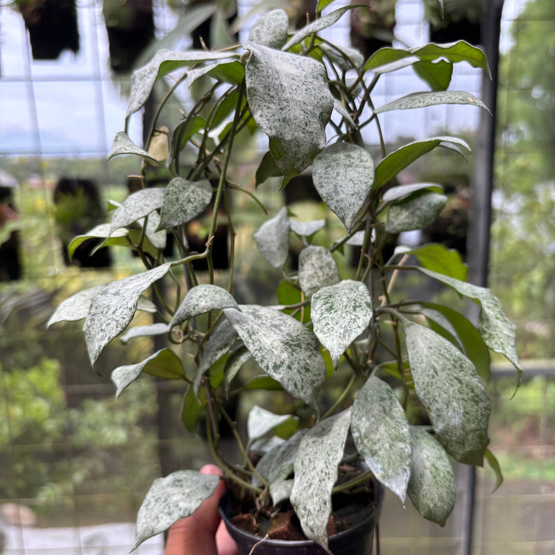 Hoya Lacunosa "Moonshine"