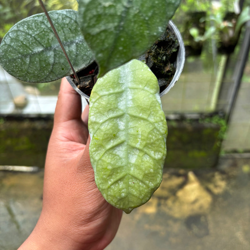 Hoya Villosa