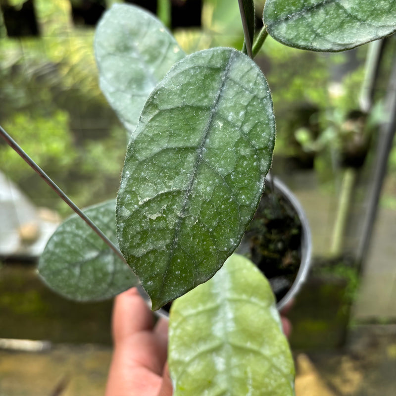Hoya Villosa