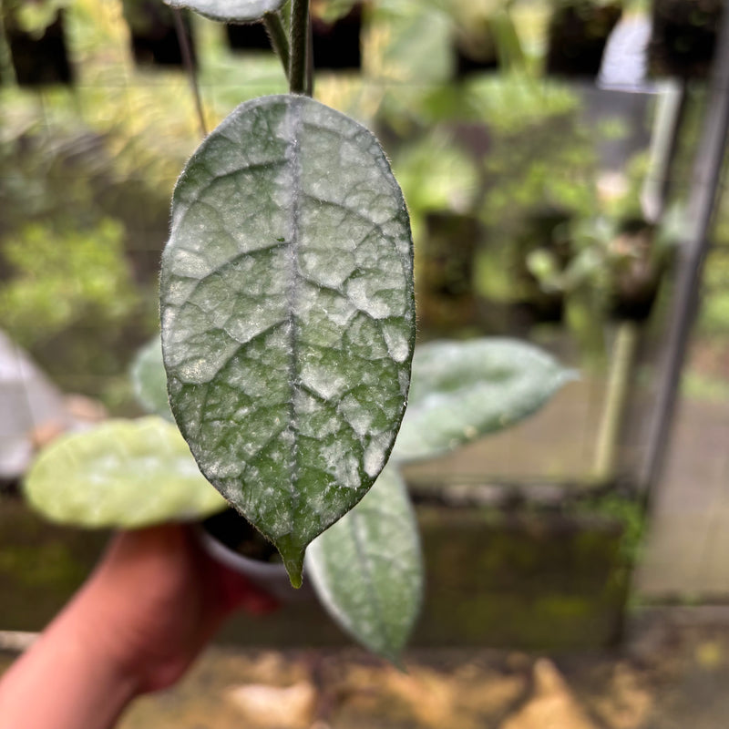 Hoya Villosa