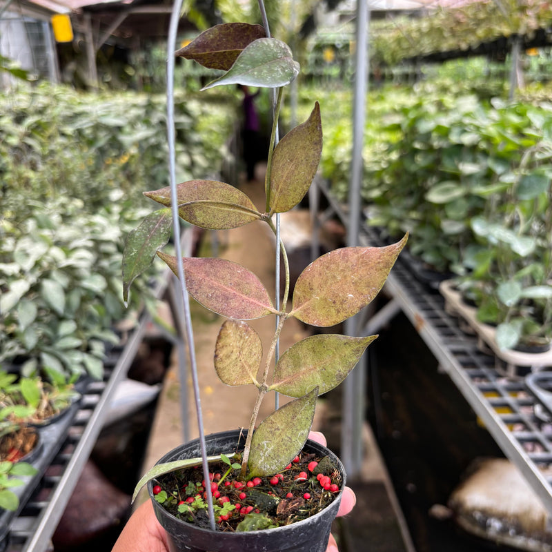 Hoya Ignorata