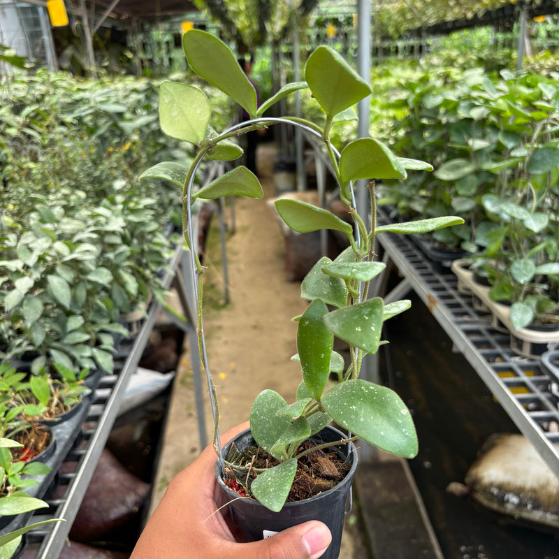 Hoya Isabelchanae