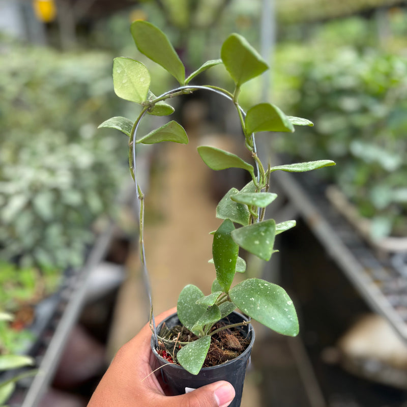 Hoya Isabelchanae