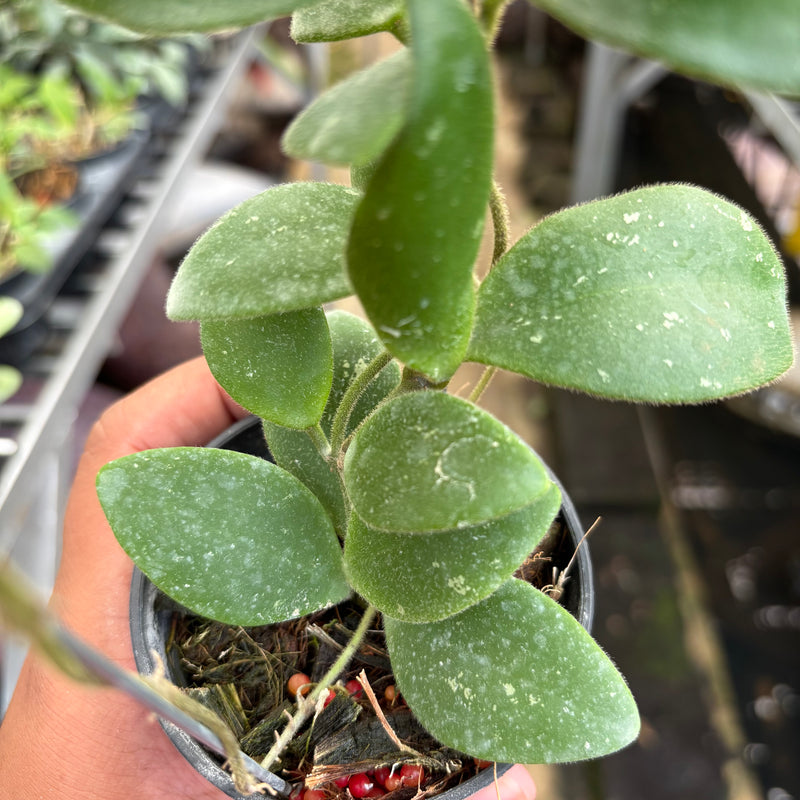 Hoya Isabelchanae