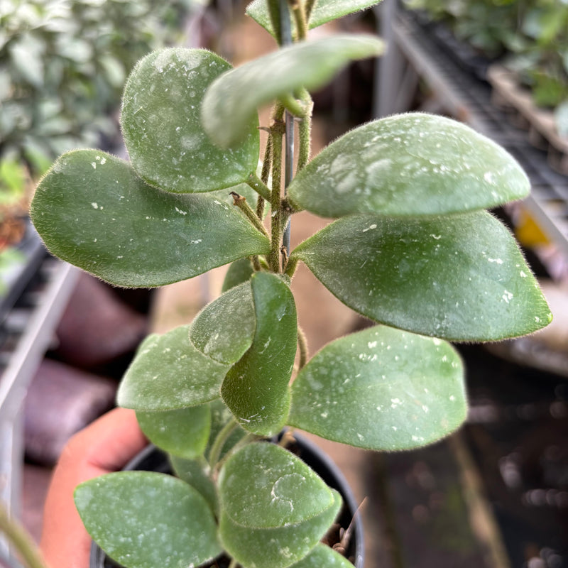 Hoya Isabelchanae