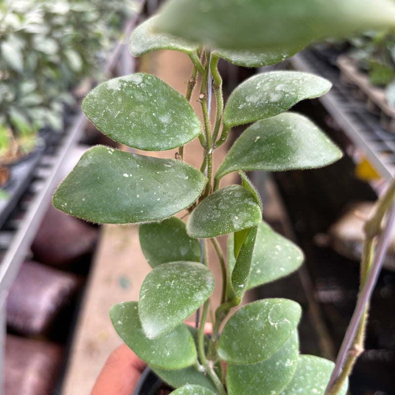 Hoya Isabelchanae