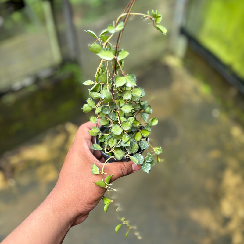 Hoya Curtisii Variegated