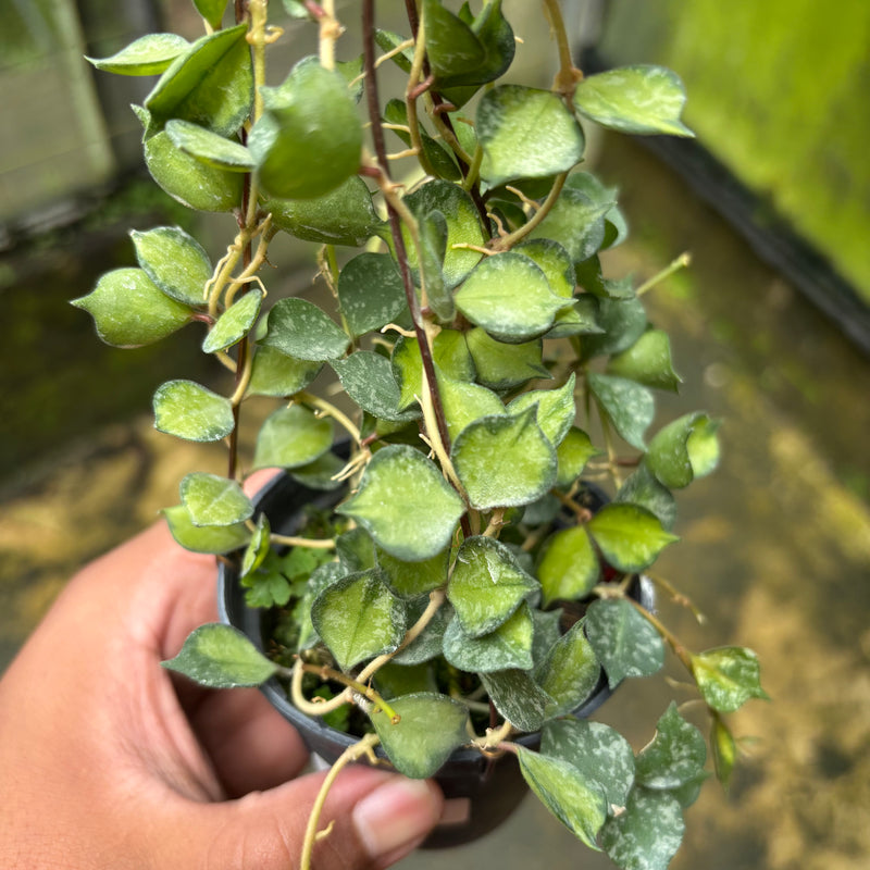 Hoya Curtisii Variegated