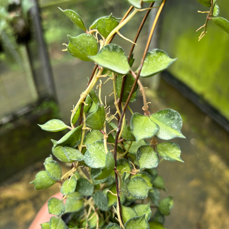 Hoya Curtisii Variegated