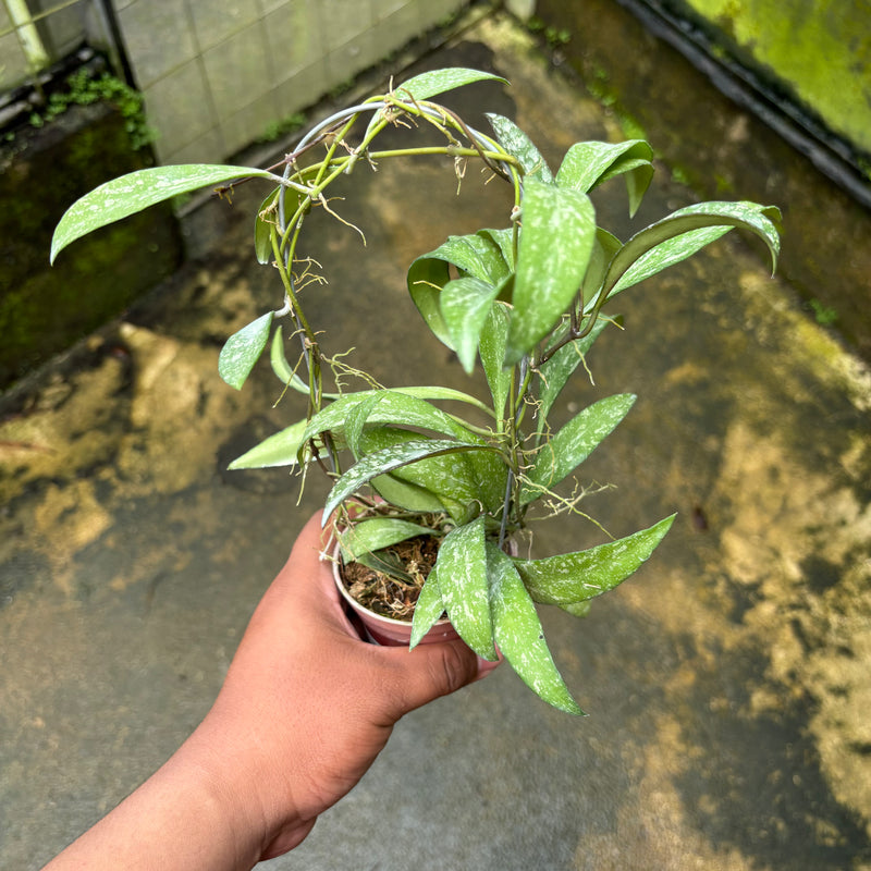 Hoya Lucyae "Sierra Bullones"