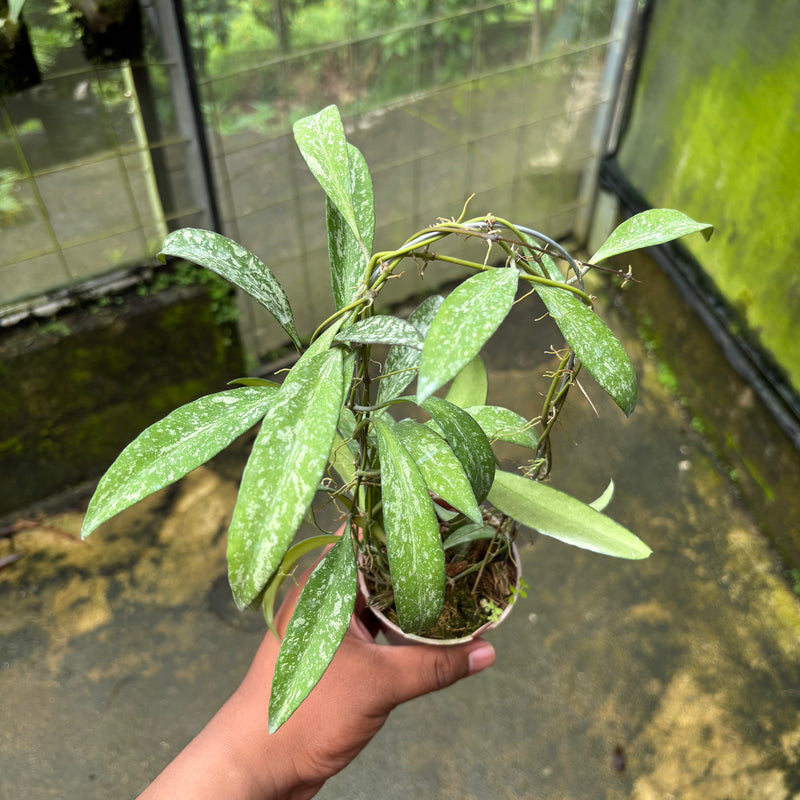 Hoya Lucyae "Sierra Bullones"