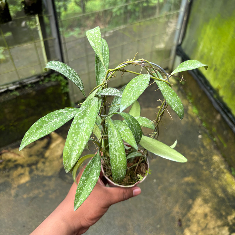 Hoya Lucyae "Sierra Bullones"