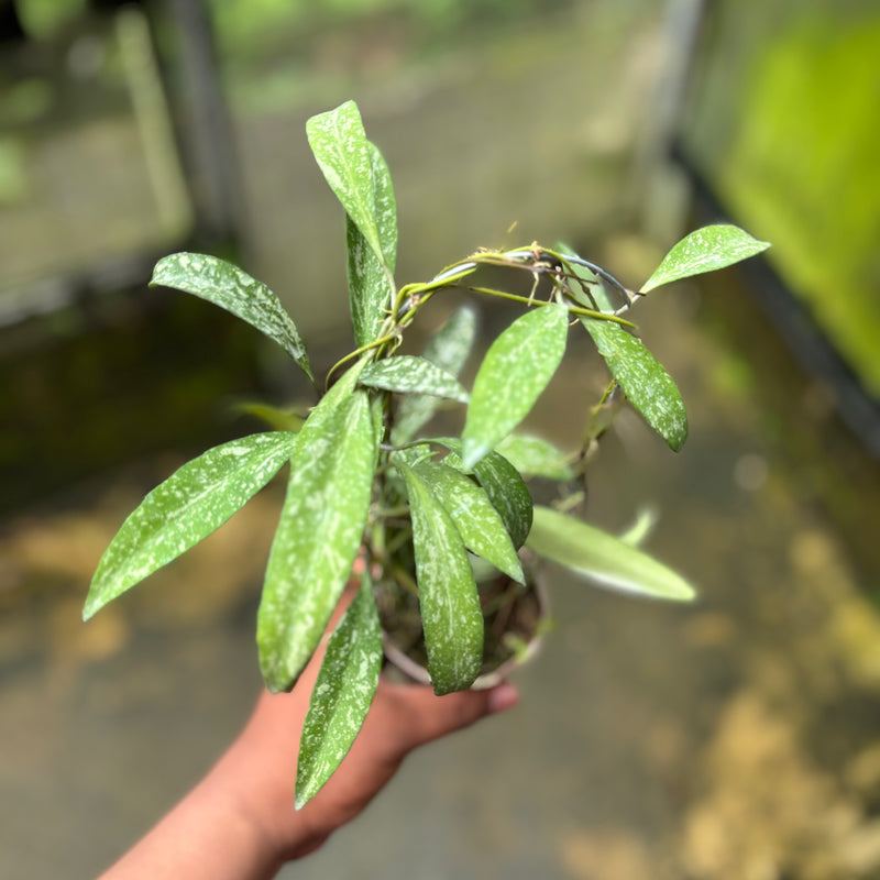 Hoya Lucyae "Sierra Bullones"