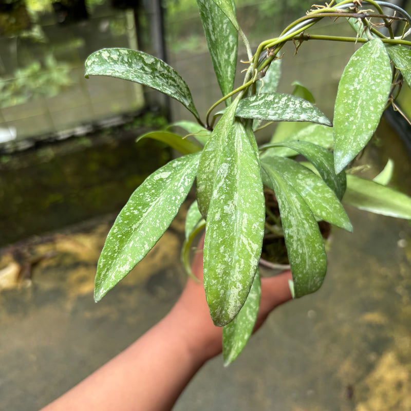 Hoya Lucyae "Sierra Bullones"