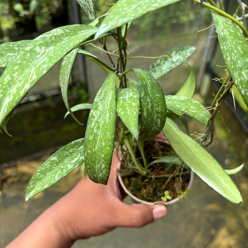 Hoya Lucyae "Sierra Bullones"